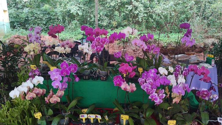 Las orquídeas se pueden encontrar desde G.50.000, 85.000 y 120.000.