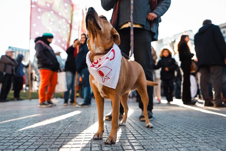 Las capitales latinoamericanas como Ciudad de México, Buenos Aires y Bogotá han incrementado su población de mascotas domésticas en los últimos años, principalmente de perros y gatos, según registran resultados de encuestas oficiales de cada ciudad.