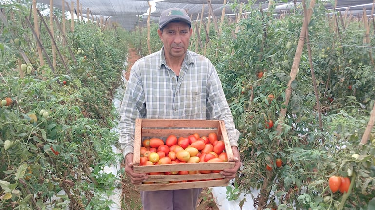 El productor Herminio Escobar, mostrando sus tomates de primera calidad que venderá a muy bajo precio.