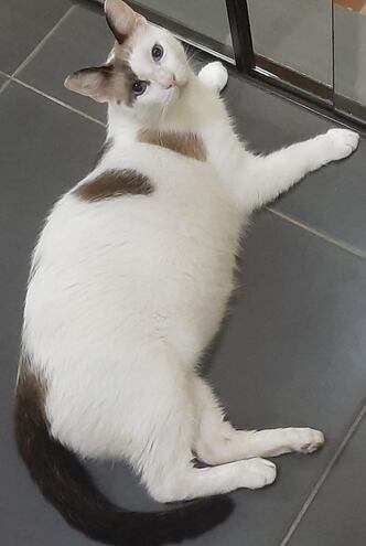 Se perdió este gato de 5 kilos.