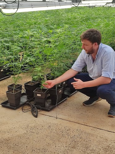 Un técnico de la “Biofábrica Misiones” explica el proceso de cultivo y procesamiento de la planta de cannabis, de cuyas flores se extrae el aceite medicinal.
