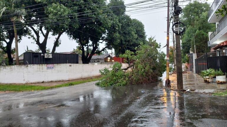 Árbol caído en Pariri e Incas, del barrio Pinozá.