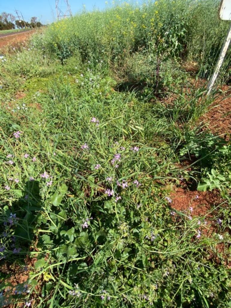 Un lote de canola totalmente superado por el nabo, lo cual perjudicará la cosecha.