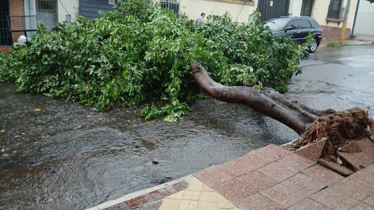 Árbol caído sobre Yegros y Rodríguez de Francia.