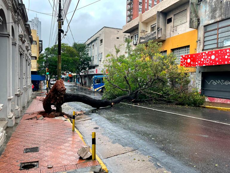 Un enorme árbol cayó y bloqueó totalmente la calle Cerro Cora y la esquina de México.