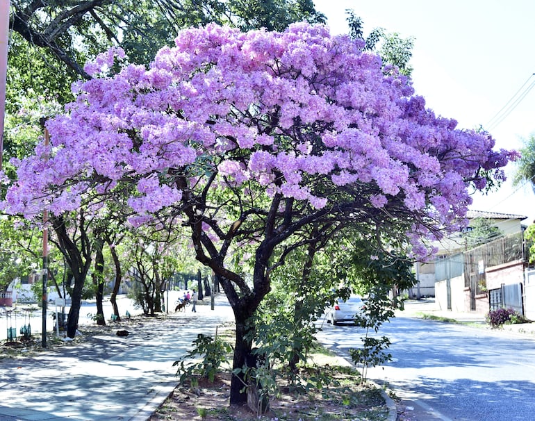 Lapachos en flor hermosean Asunción.