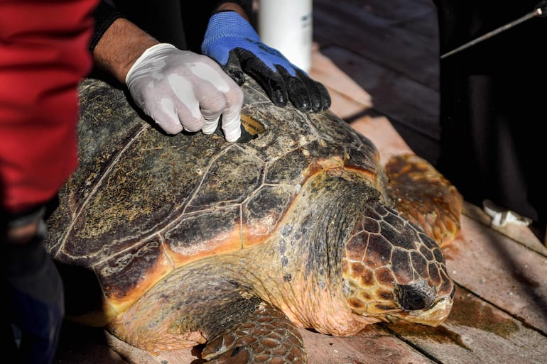 Especialistas marinos atienden a una tortuga marina en una barcaza de cuidado en la isla Kerkennah de Túnez, la única en el Mediterráneo.