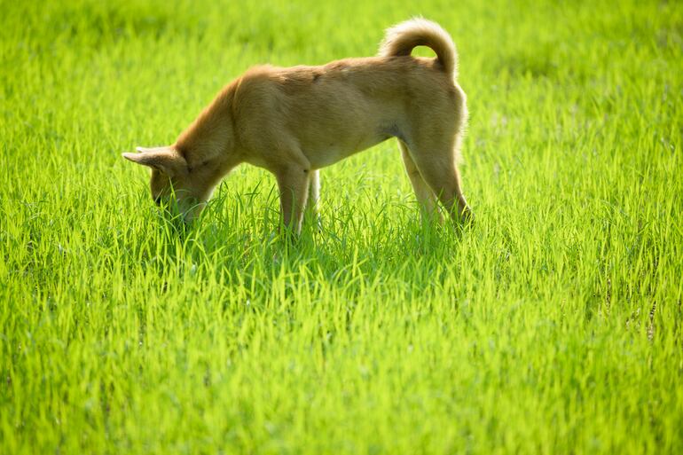 Perro come pasto.