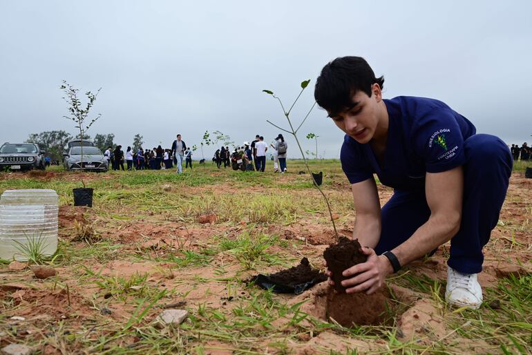 Un estudiante universitario coloca un plantín nativo en la Costanera Sur, donde se realizó esta mañana la octava edición del Plantatón de Asunción.