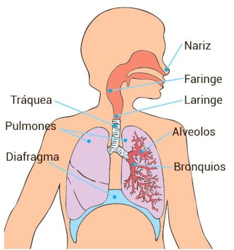 Sistema respiratorio.