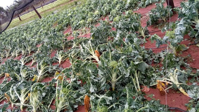 El temporal dejó significativos perjuicios a los productores.