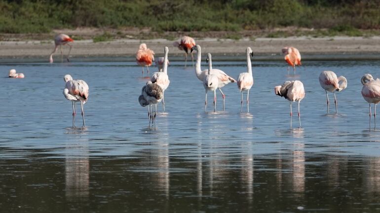 Aves migratorias alimentándose. Foto gentileza