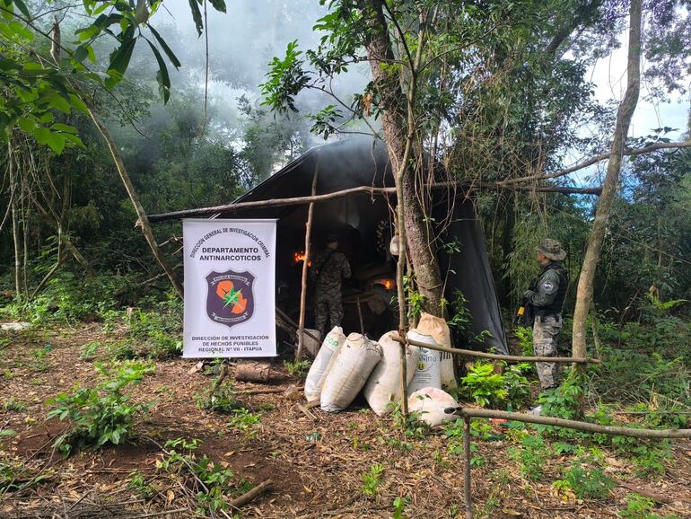 Destruyen 12 hectáreas de plantaciones de marihuana en la Reserva Natural San Rafael