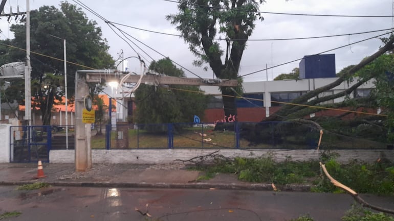 Enorme árbol cae sobre la avenida Eusebio Ayala y parte una columna