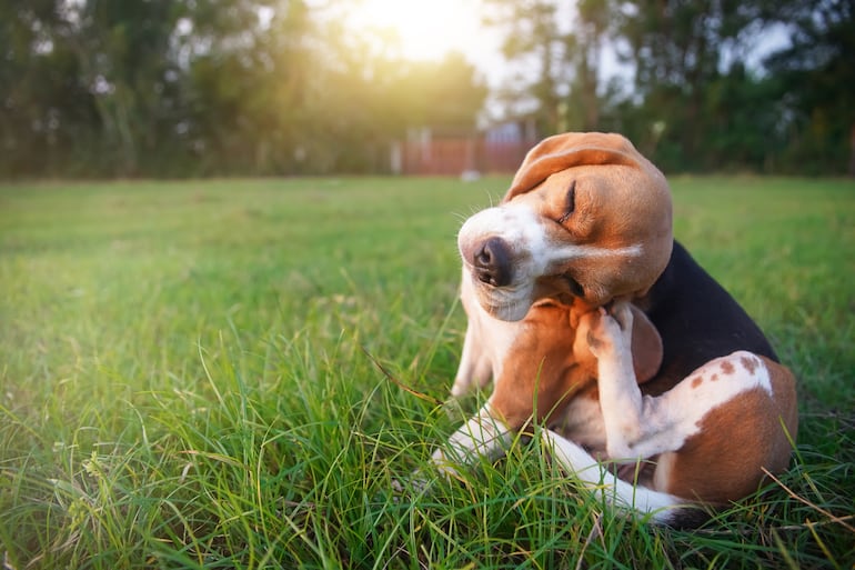 Perro de raza Beagle se rasca la cabeza.