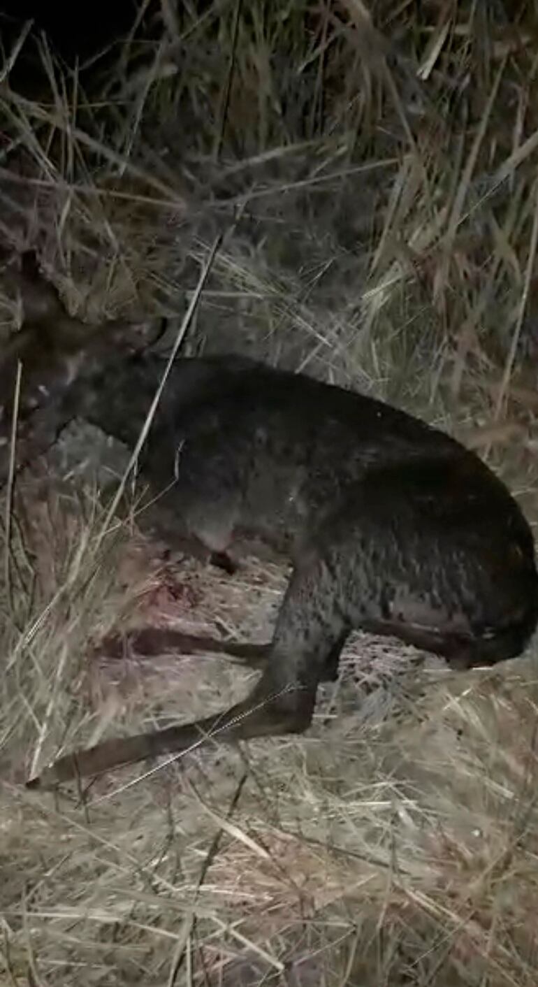 Un venado sufrió quemaduras en una de sus pezuñas.