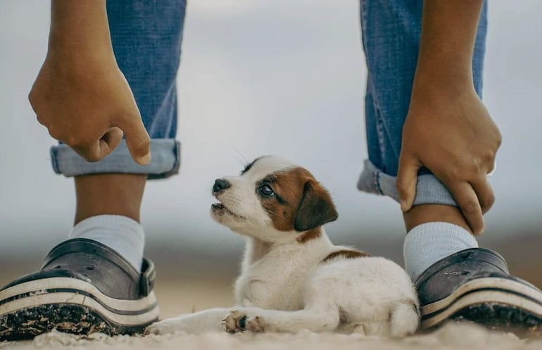 El mal aliento en las mascotas pueda ser producto de algunas patologías en estado avanzado.