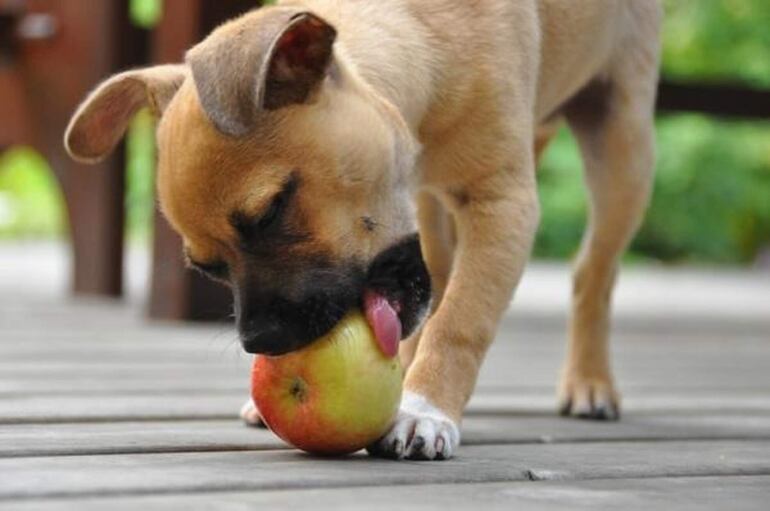 La manzana, es rica en vitaminas, minerales y fácil de digerir, ayuda a mantener los dientes sanos (dar sin semillas).