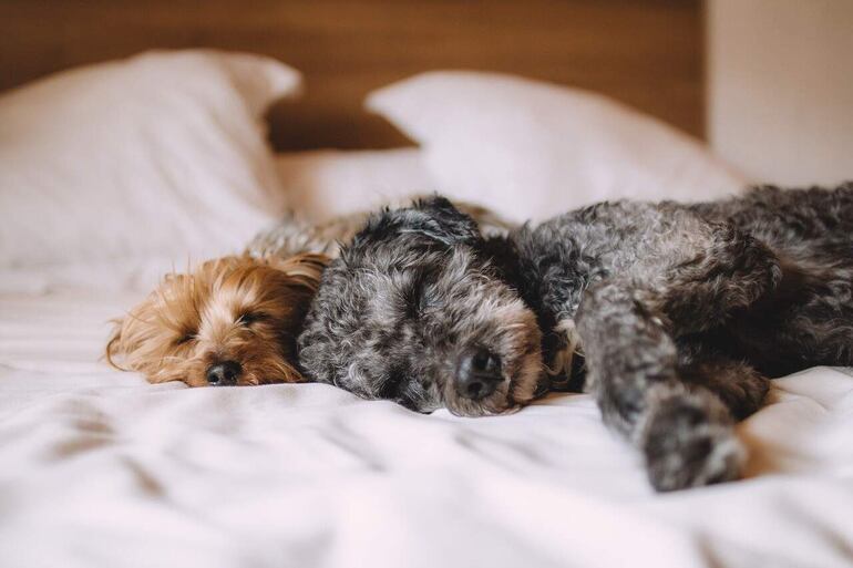 La población geriátrica de perros y gatos cada vez es mayor, la esperanza de vida de los animales de compañía ha ido aumentando debido a diferentes factores como los avances en la medicina veterinaria, la mejora de los hábitos y cuidados.