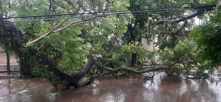 Reportan árboles caídos y destrozos en Villa Elisa.