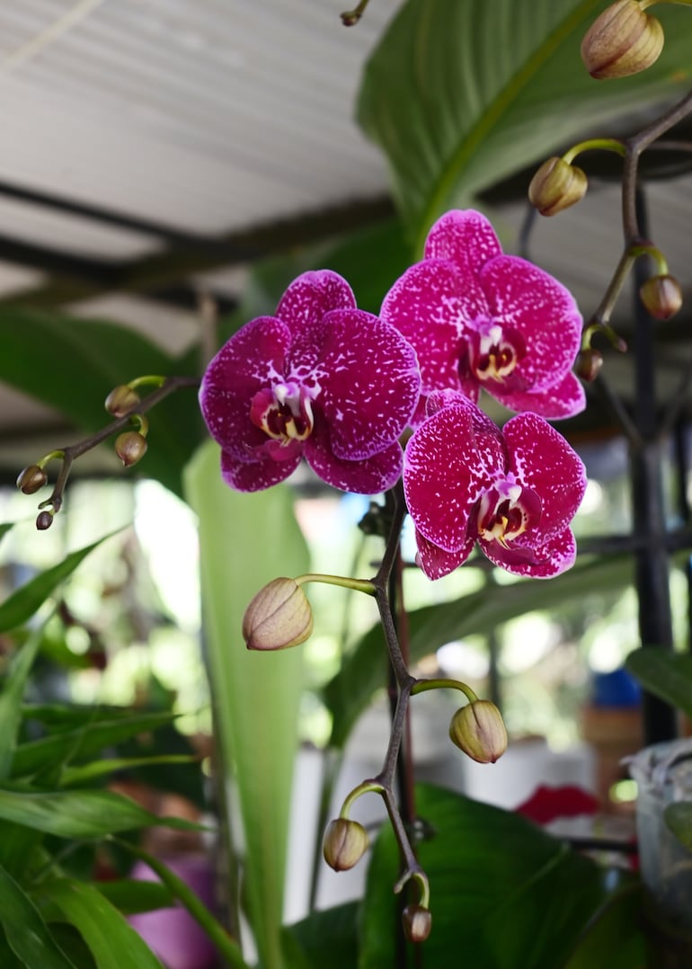 Orquídeas.