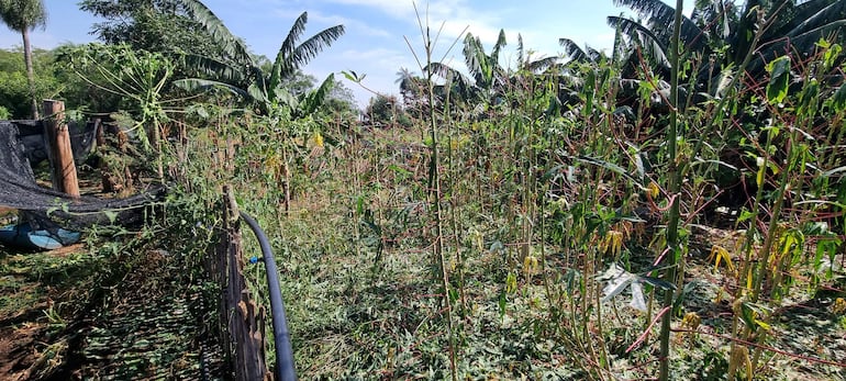 Plantacion de mandioca que también fue afectado en su totalidad.