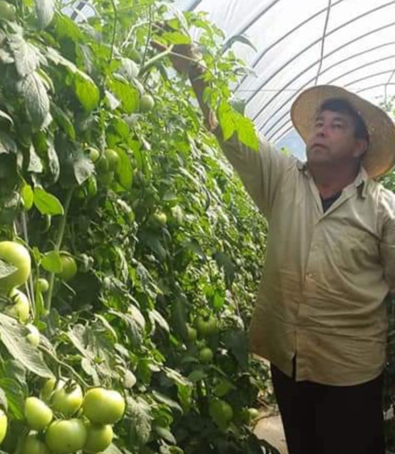 El agricultor Teodoro Galeano cuando supervisaba los cultivos de tomate.