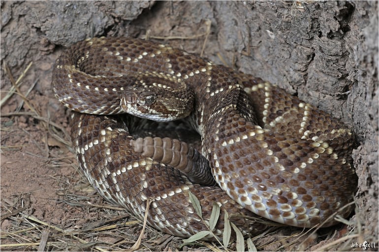 Serpiente cascavel o Crotalus durissus.