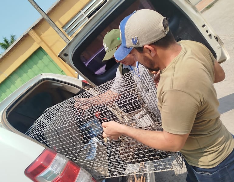 El Ministerio del Ambiente asistió a un tirika rescatado tras recibir un balazo.