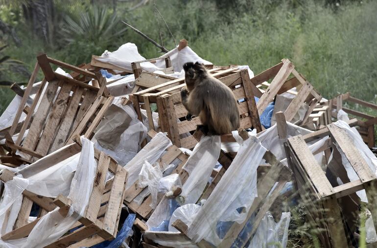 Un mono suelto en el Jardín Botánico busca comida entre la basura que, a su vez, está en una montaña acumulada en el predio verde. Así también hay rejas robadas y patrimonio abandonado.