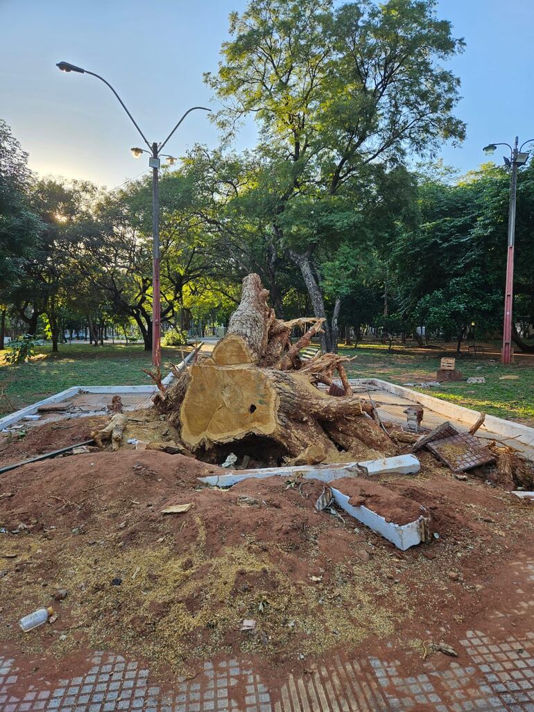 Las raíces del ejemplar de Tatarê (Chloroleucon tenuiflorum) que se cayó durante una tormenta, hace más de un mes, aún no fueron retiradas de una de las entradas de la plaza Pedro Juan Caballero, del barrio Mariscal Estigarribia de Asunción.