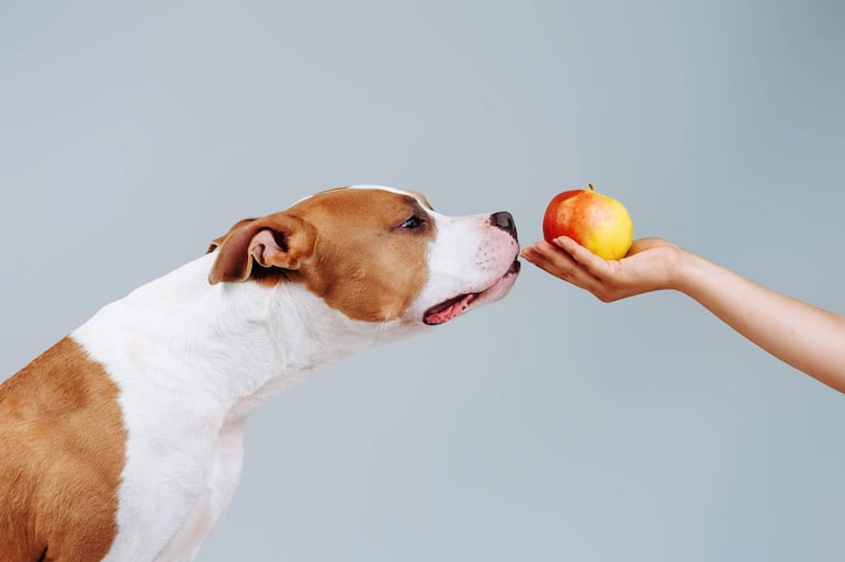 Es muy bueno que los perros coman frutas, pero no más de tres veces por semana, es sabido que aportan muchas fibras, minerales y vitaminas.