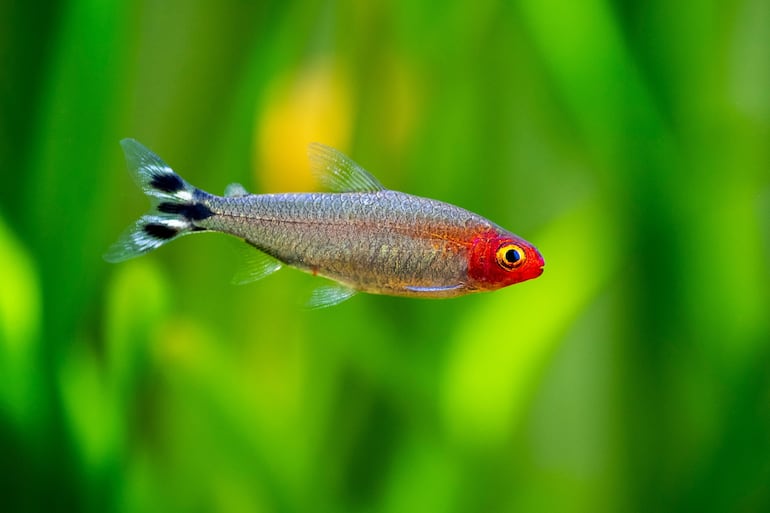 Pez tetra de nariz de goma (Hemigrammus rhodostomus).