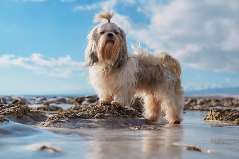 Perro de raza Shih Tzu.