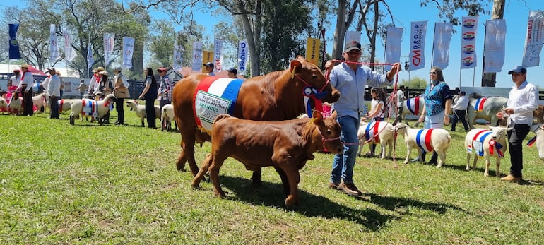 Desfile de uno de los mejores ejemplares vacuno en la Expo Misiones 2023.