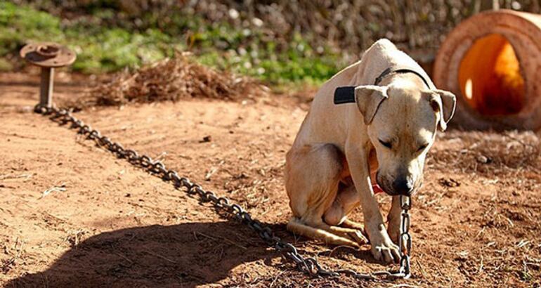 Perro encadenado