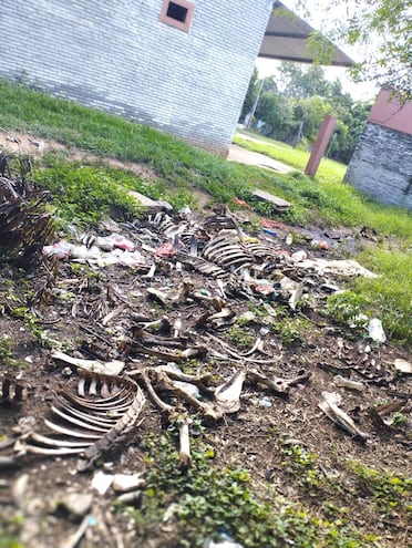 Restos óseos en el matadero municipal de Carapeguá provocan un olor nauseabundo y mucha preocupación entre la población del barrio Virgen del Carmen.