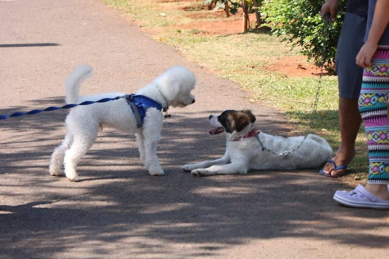 Varios perros fueron "testigos" de la inauguración de la clínica veterinaria en la localidad de Villa Elisa.