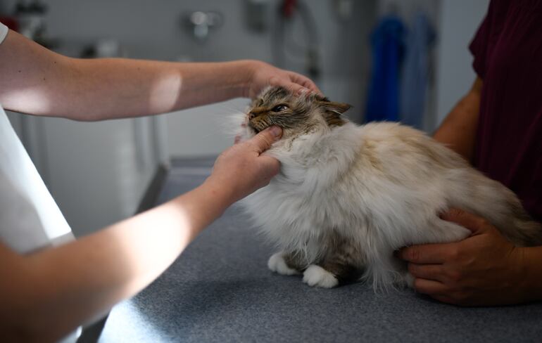 Los gatos pueden sufrir con las altas temperaturas. Uno de los principales riesgos es la hipertermia más conocida cómo golpe de calor. 