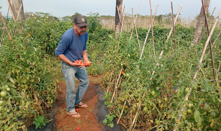 Don Manuel Cáceres muestra algunas frutas de tomate de su parcela de producción.