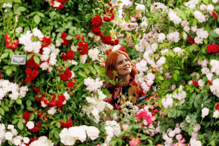 Una visitante mira las rosas en la exhibición floral de Peter Beales Roses en el Chelsea Flower Show en Londres.