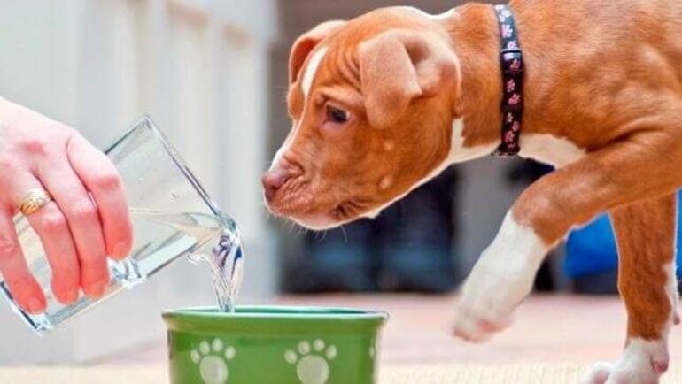 En esta temporada de mucho calor, es importante hidratar a las mascotas, hay que darles acceso a agua limpia, y asegurarse de que reciba una buena y variada alimentación.