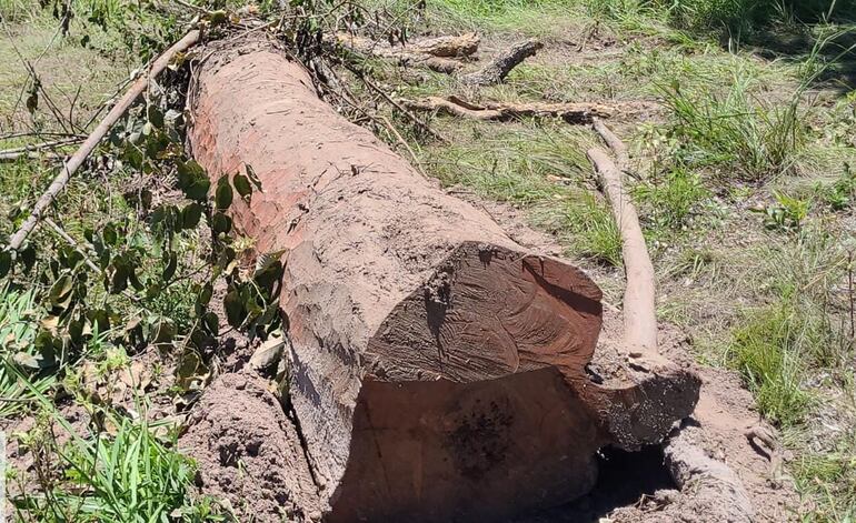 Enormes rollos de árboles nativos quedaron tirados en el suelo, debido a que los ladrones ya no tuvieron tiempo de cortarlo. 