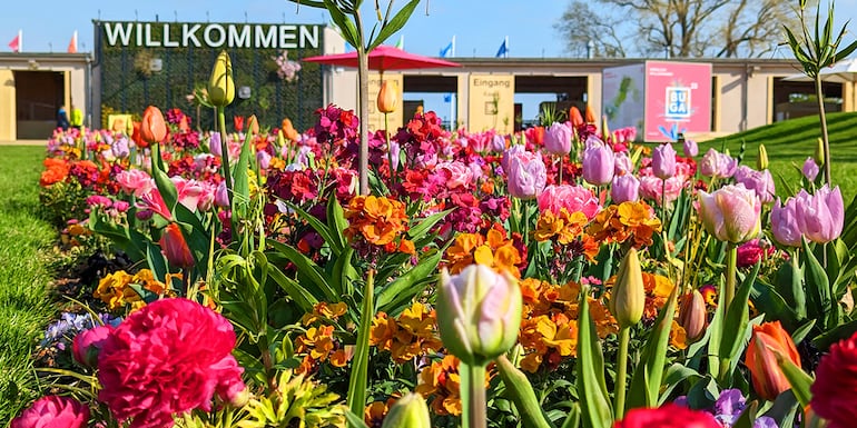 Los hermosos colores de las flores en la Bienal.