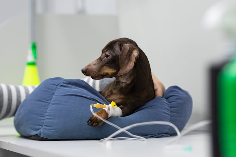 Perro recibe hidroterapia en la veterinaria.