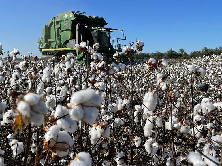 El rubro del algodón retoma fuerza en el Chaco con fuertes inversiones.