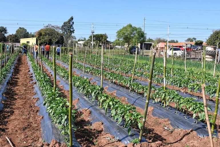 Producción de Tomates dentro del proyecto supermercado familiar.