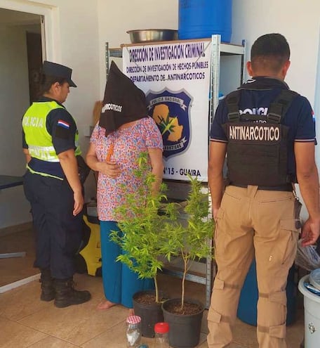 Una mujer de 61 años fue detenida por cultivo de marihuana para uso medicinal en Independencia. En la foto, con la evidencia, dos plantas de marihuana en planteras y dos frasquitos con su cosecha.