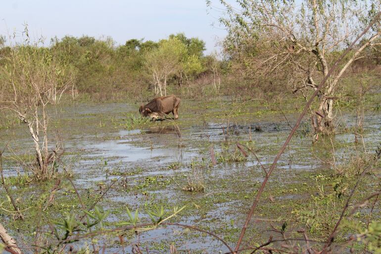 Cientos de animales murieron en medio de las inundaciones registradas desde mayo en Ñeembucú.