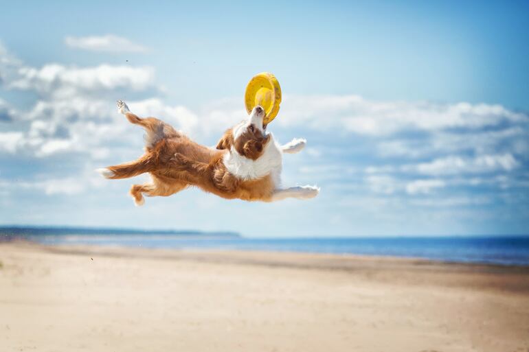 Border Collie jugando en la playa.